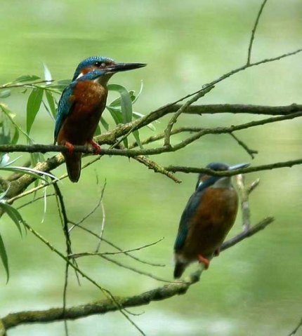 ijsvogels,_lingegebied.