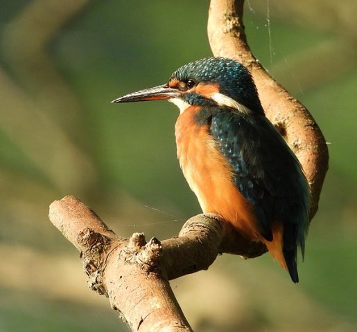 ijsvogelvrouwzouweboezem25072019_3