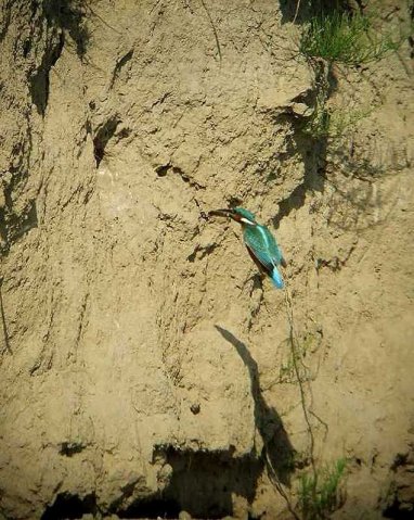 ijsvogelwand,_24_mei_2007