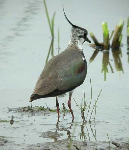 kievit,_zouweboezem,_10_juni_2005