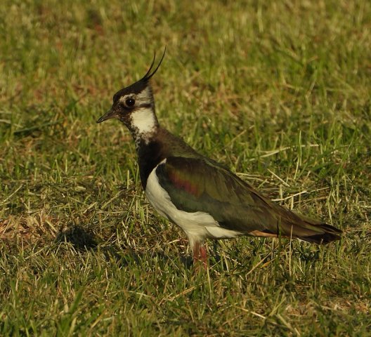 kievitalblasserwaard17052020