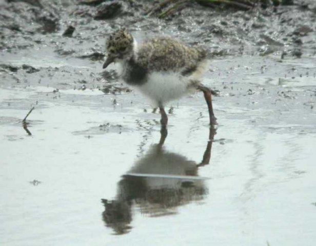 kievitpul,_zouweboezem,_12_juni_2005