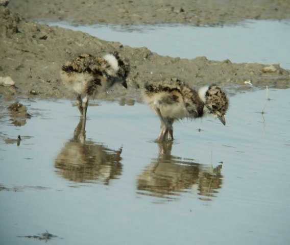 kievitpullen,_industrieterrein_meerkerk,_29_april_2007