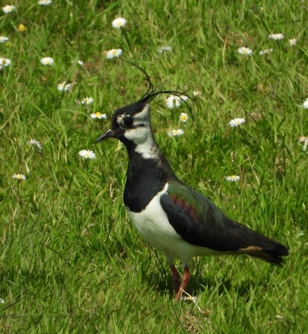 kievituiterwaardnederrijneckenwiel08052020
