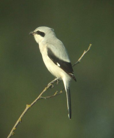 klapekster,_zouweboezem,_6_okt._2007