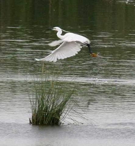 kleine_zilverreiger,_spieringpolder,_7_juli_2005_(bert)