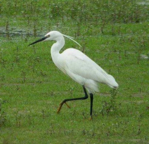 kleine_zilverreiger,_spieringpolder,_werkendam,_2_juli_2005