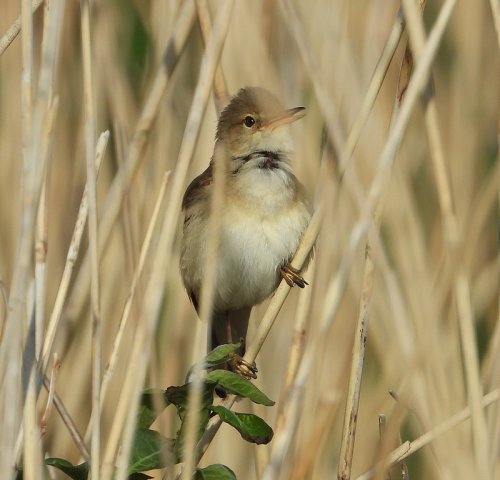 kleinekarekiethuibert21052020