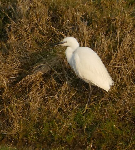 kleinezilverreiger12022017