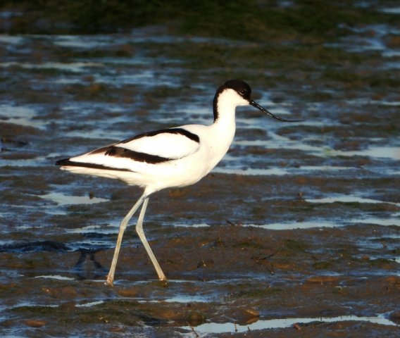 kluutbrabantsbiesbosch27052020