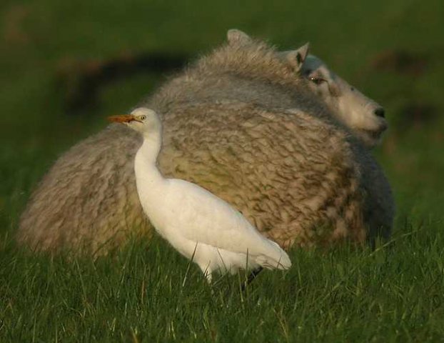 koereiger,_bleskensgraaf,_6_dec._2005_(leonard_sloots)