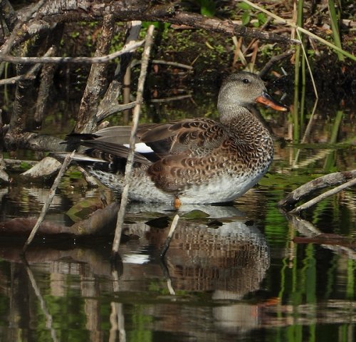 krakeendzouweboezem15052020