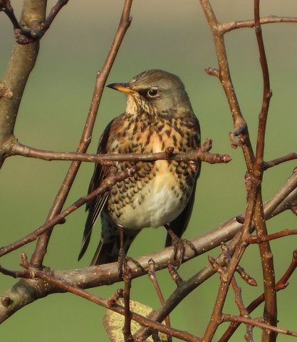 kramsvogellexmond24112019
