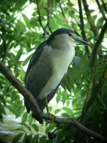 kwak,_18_aug._2005_(17)