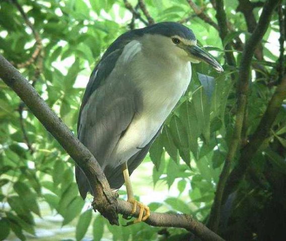 kwak,_18_aug._2005_(4)