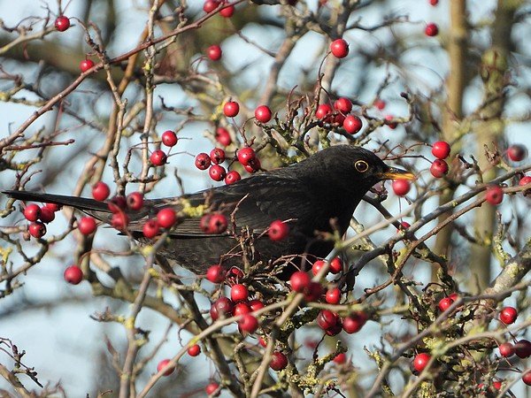 merelmanachthoven01122019_2