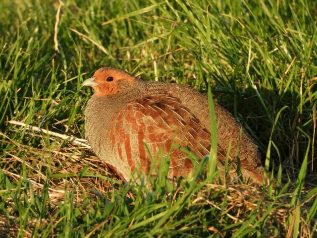 patrijsherwijnen28052020