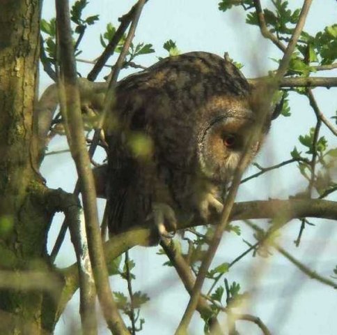 ransuil,_alblasserwaard,_15_maart_2007_(3)