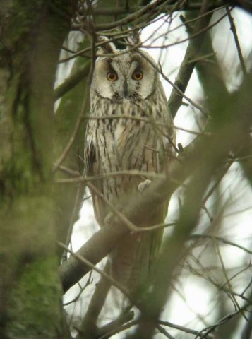 ransuil,_alblasserwaard,_25_dec._2007_(1)