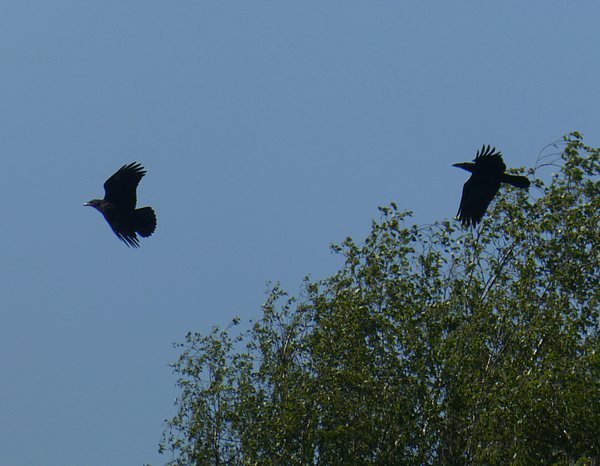 ravenjong_enadultheukelum15052019