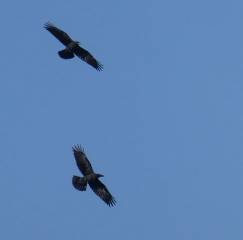 ravenjongheukelum15052019