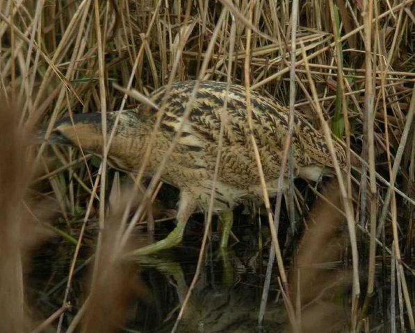 roerdomp,_18_jan._2006_(43)