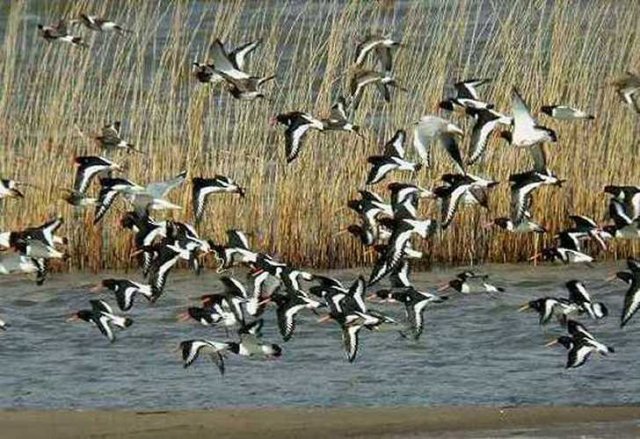 scholeksters,_gors_landhoeve,_10_maart_2007_(2)