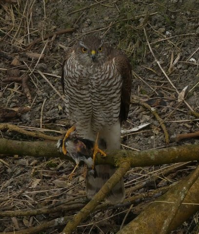 sperwervrouwwieringermeer04032018_2