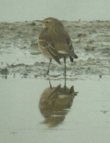 waterpieper,_lekuiterwaard_achthoven,_7_febr._2008_(5)