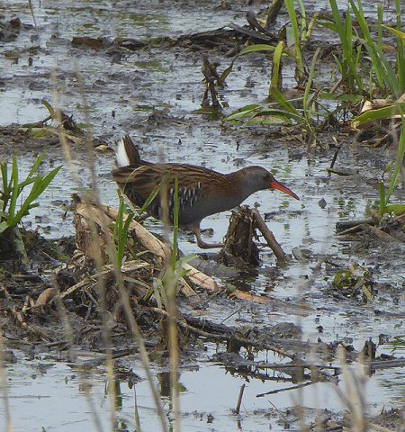 waterralzouweboezem03052015_1