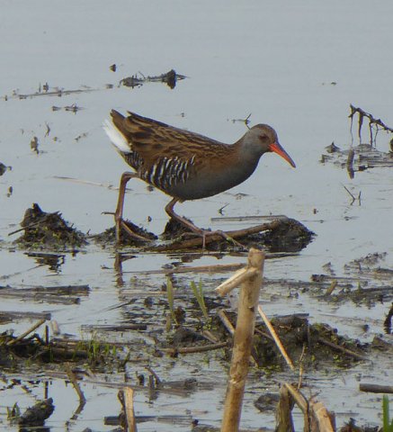 waterralzouweboezem03052015_3