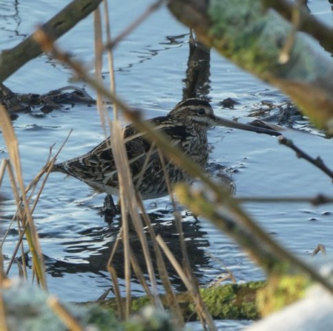 watersnip22012017_3