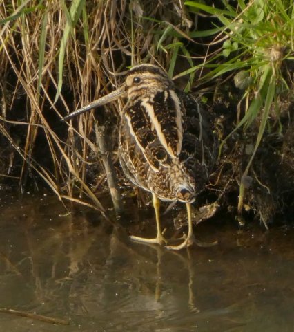 watersnip27012017