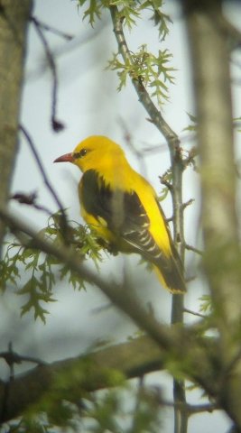 wielewaal_300410_2