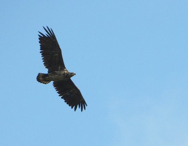 zeearendrijswijk140520202