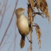 baardmanvrouwvlaardingen03122016_4