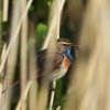 blauwborstheukelum21052020