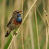 blauwborstzouweboezem01062020