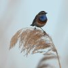 blauwborstzouweboezem02062020