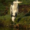blauwereiger05012017
