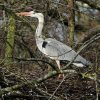 blauwereigereendenkooide_zouwes21022020