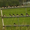 boerenzwaluwheipoldergiessenburg11082019_2