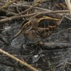 bokjewieringermeer04032018_2