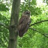 bosuillingebos13072007