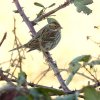 dwerggors21012017_4
