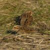 dwerggors21012017_5
