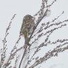 europesekanarie12022017_2