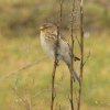 frater05022017_1