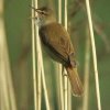 grote_karekiet_brabantse_biesbosch_15_mei_2007