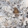 grotelijster12022017_1